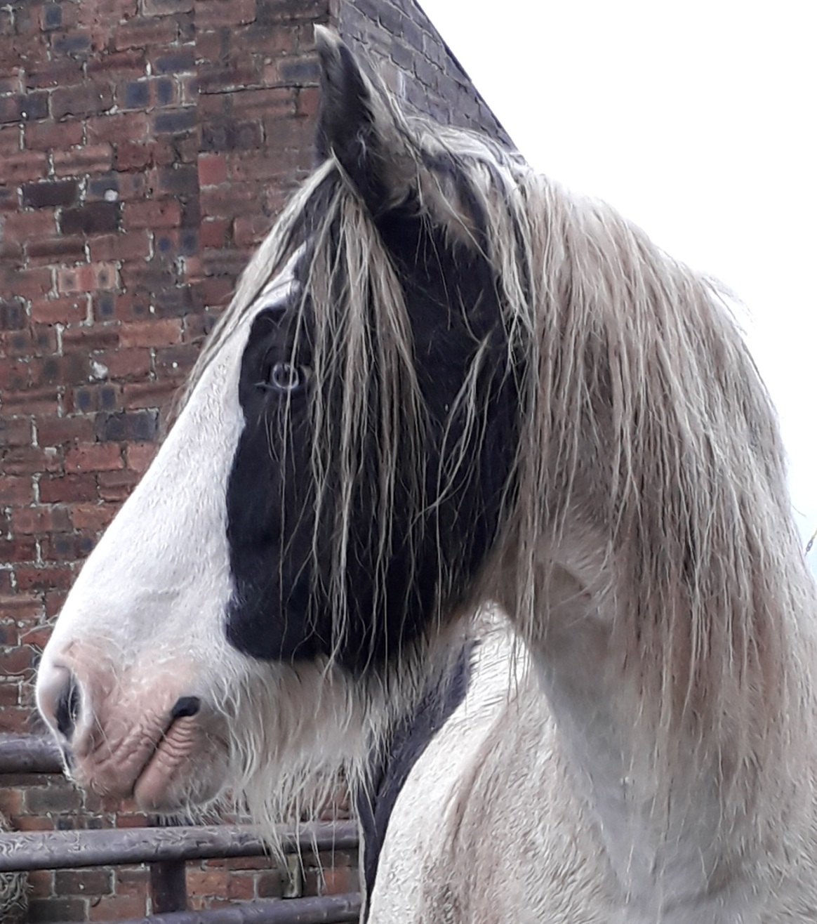 Thornton Rose RDA pony called Ollie